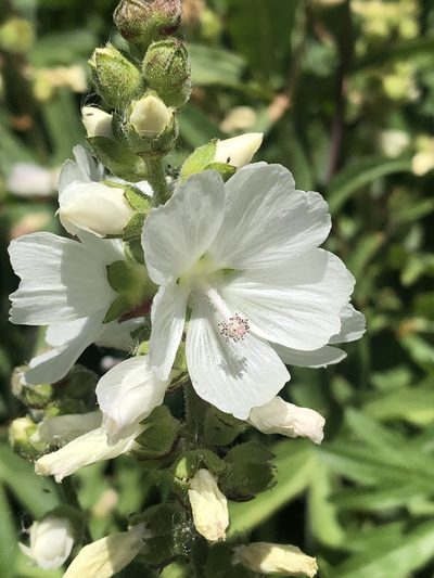 Sidalcea candida, photographed by Jared Shorma