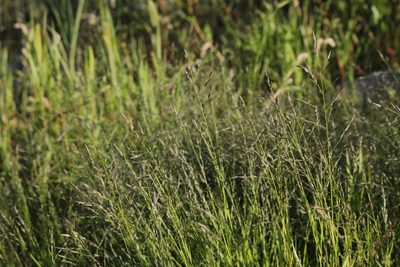Eragrostis pectinacea, photographed by Quinten Wiegersma