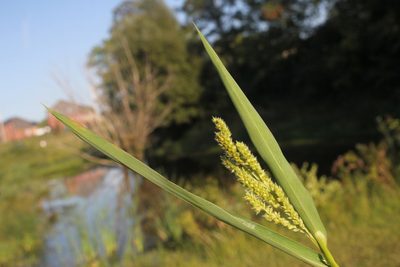 Echinochloa muricata, photographed by Quinten Wiegersma