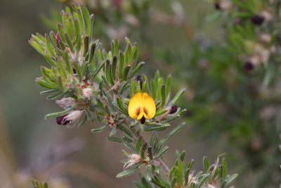 Pultenaea canaliculata, photographed by Kym Nicolson