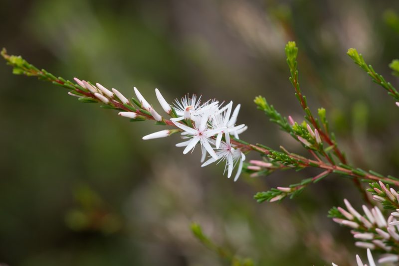 Calytrix glaberrima, photographed by Kym Nicolson