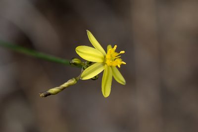 Tricoryne tenella, photographed by Kym Nicolson