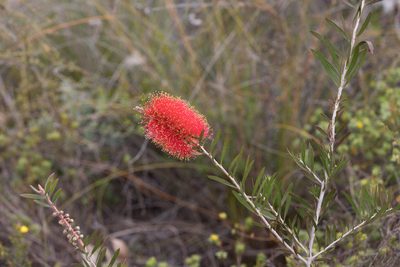 Melaleuca rugulosa, photographed by Kym Nicolson