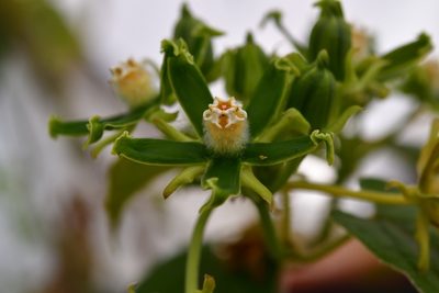 Gonolobus stenosepalus, photographed by Neptalí Ramírez Marcial