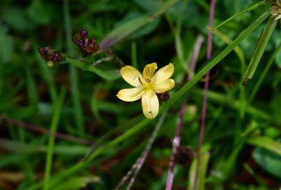 Sisyrinchium tenuifolium, photographed by Neptalí Ramírez Marcial