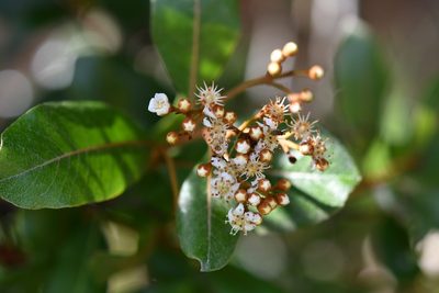 Phippsiomeles matudae, photographed by Neptalí Ramírez Marcial