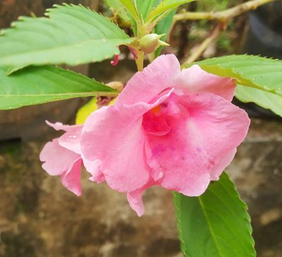 Impatiens balsamina, photographed by Shami Narayanan