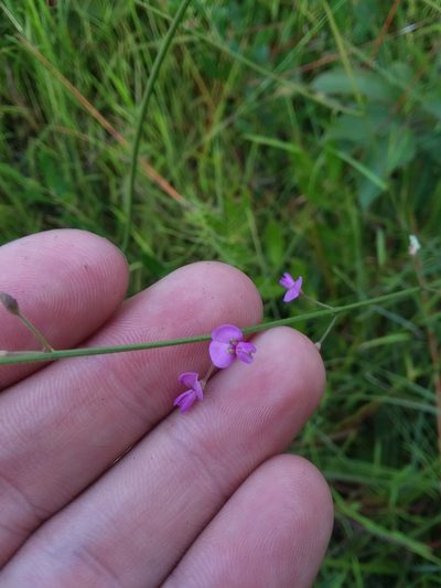 Desmodium tenuifolium, photographed by Will McFarland