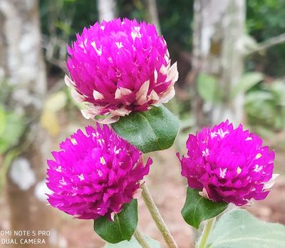 Gomphrena globosa, photographed by Shami Narayanan