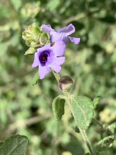 Prostanthera incana, photographed by Guy Taseski