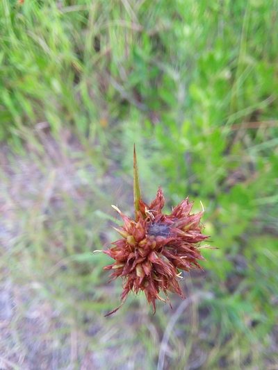 Rhynchospora ciliaris, photographed by Will McFarland