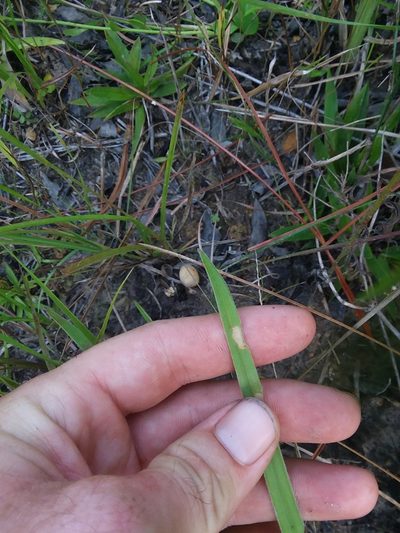 Rhynchospora ciliaris, photographed by Will McFarland