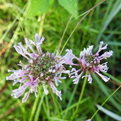 Marshallia graminifolia, photographed by Laura Clark
