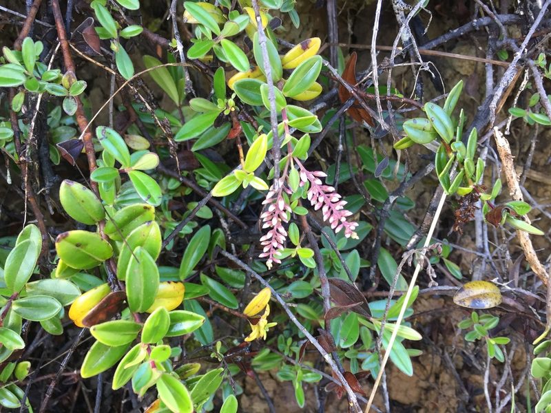 Veronica obtusata, photographed by nick_goldwater