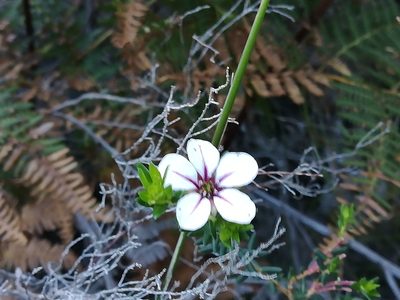 Adenandra uniflora, photographed by flamelily