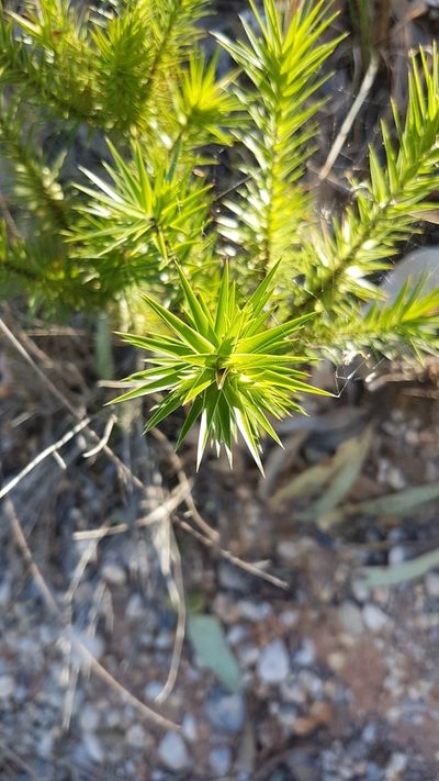 Melichrus adpressus, photographed by Jane C Frost