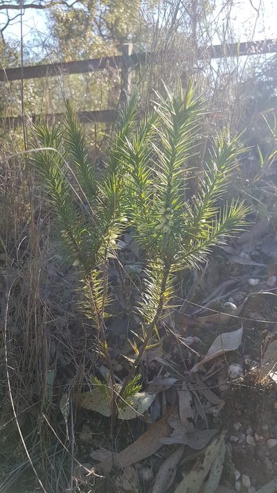Melichrus adpressus, photographed by Jane C Frost