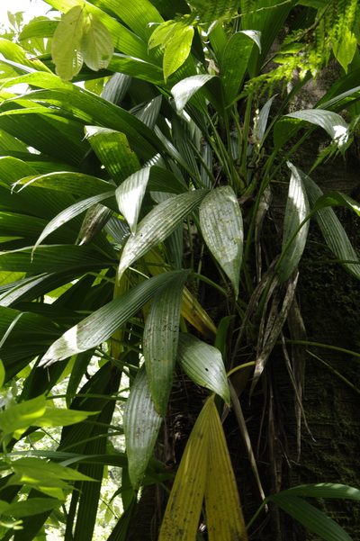 Asplundia rigida, photographed by Eric Knight