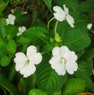 Impatiens flaccida, photographed by Shami Narayanan