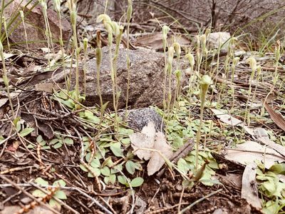 Pterostylis nana, photographed by neotrigonia