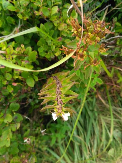 Melampyrum saxosum, photographed by Igor Balashov