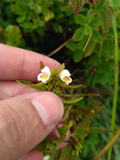 Melampyrum saxosum, photographed by Igor Balashov