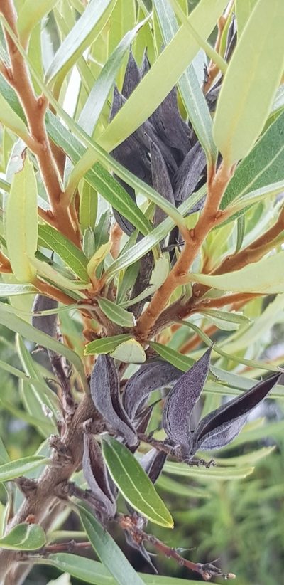 Orites diversifolius, photographed by Yoav Daniel Bar-Ness