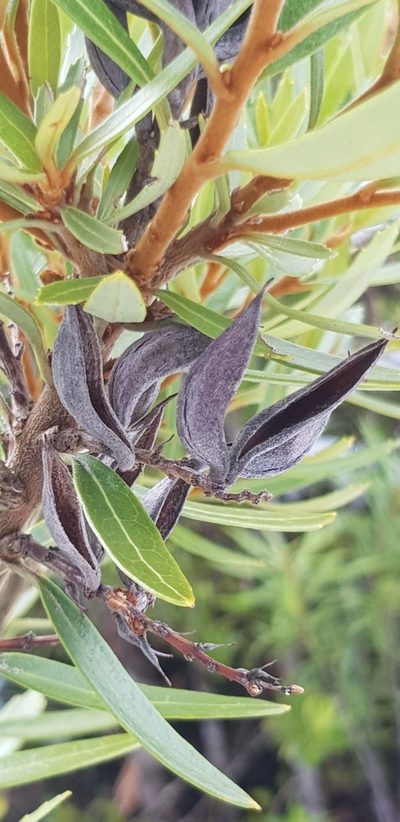 Orites diversifolius, photographed by Yoav Daniel Bar-Ness