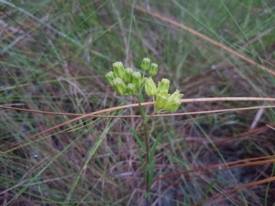 Asclepias pedicellata, photographed by Nash Turley