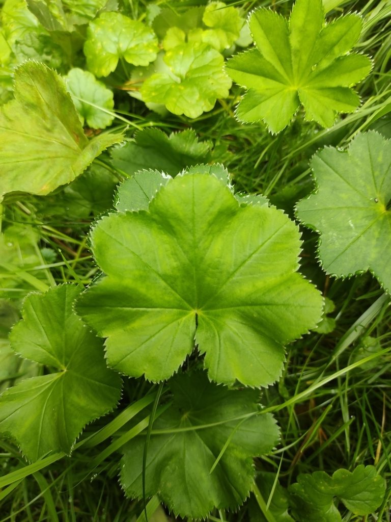 Alchemilla rhiphaea, photographed by iljar