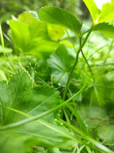 Alchemilla rhiphaea, photographed by iljar