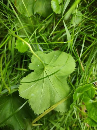 Alchemilla rhiphaea, photographed by iljar