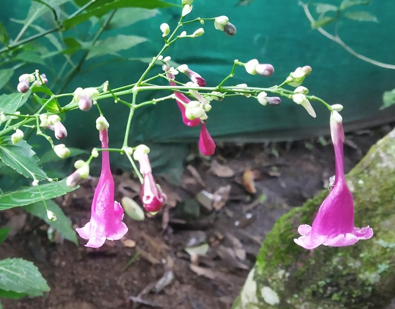 Strobilanthes hamiltoniana, photographed by Shami Narayanan