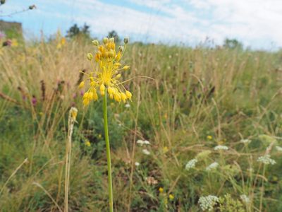 Allium flavum, photographed by Petr Kouba