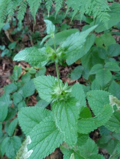 Stachys alpina, photographed by Igor Balashov