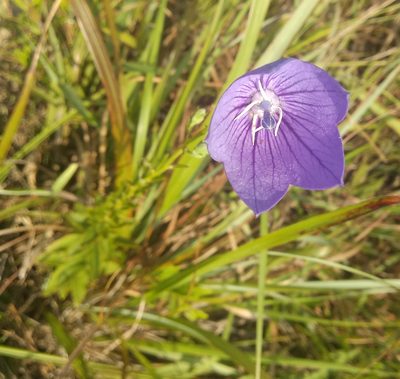 Platycodon grandiflorus, photographed by portioid