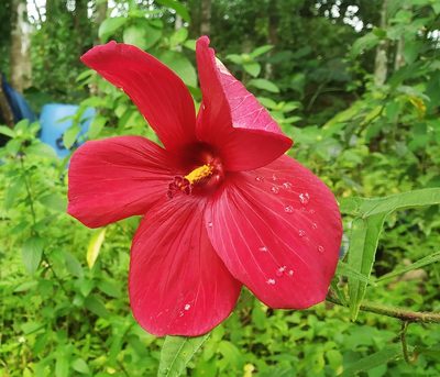Abelmoschus sagittifolius, photographed by Shami Narayanan