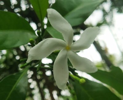 Tabernaemontana divaricata, photographed by Shami Narayanan
