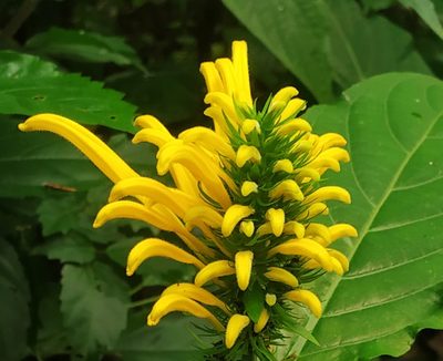 Justicia aurea, photographed by Shami Narayanan