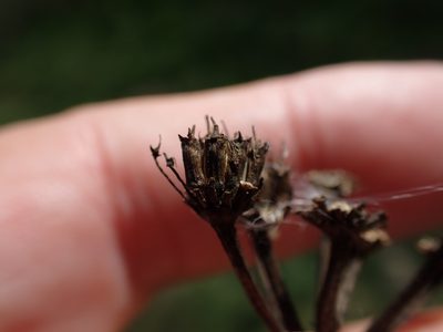Oenanthe pimpinelloides, photographed by Robert H. Wardell