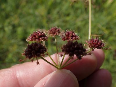 Oenanthe lachenalii, photographed by Robert H. Wardell