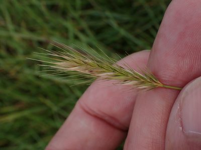Hordeum secalinum, photographed by Robert H. Wardell