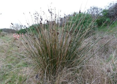 Juncus pallidus, photographed by Colin Meurk