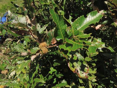 Quercus variabilis, photographed by chiuluan