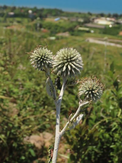 Echinops grijsii, photographed by chiuluan
