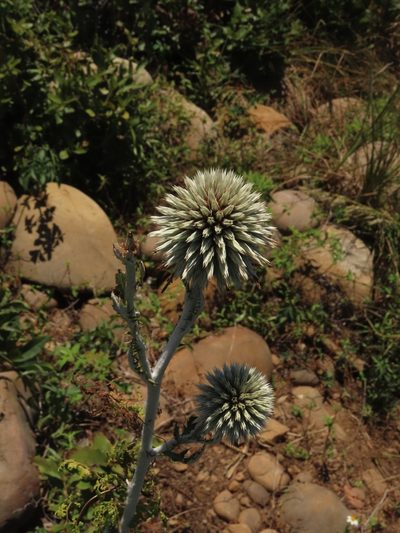 Echinops grijsii, photographed by chiuluan