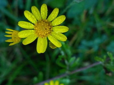 Jacobaea erratica, photographed by Igor Balashov