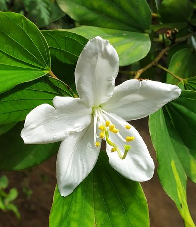Bauhinia acuminata, photographed by Shami Narayanan