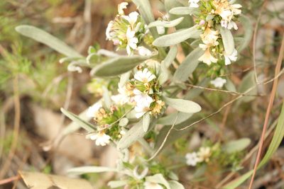 Scaevola canescens, photographed by Em Lamond