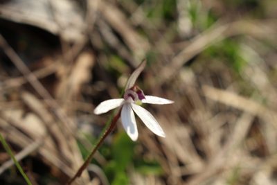 Caladenia saccharata, photographed by Em Lamond